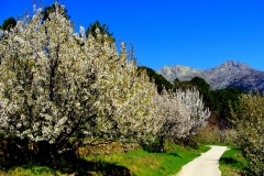 Camino de la Mesa en primavera