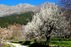 Cerezos en flor. Llano del Hrragudo
