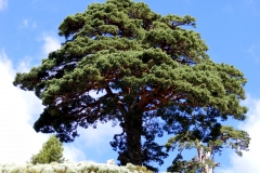 Gran serrano. Pinus silvestris L