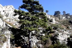 Laricio de las canalillas. Pinus Nigra Arnold