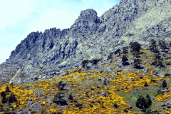 Piornos en flor y la Cabrilla