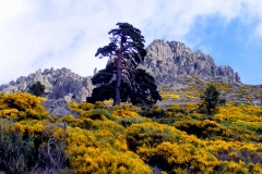 Piornos en flor. Senda PR-AV 44. Pto. de la Cabrilla