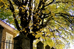 Tilo de las escuelas.Taxus baccata L